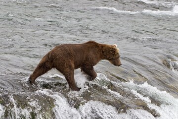Obraz premium brown bear crossing the river waterfall, brooks falls in Katmai National park, Alaska 