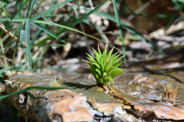 Cactus sprout