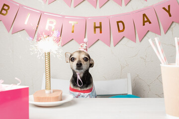 Dog birthday cake, pet party, canine celebration