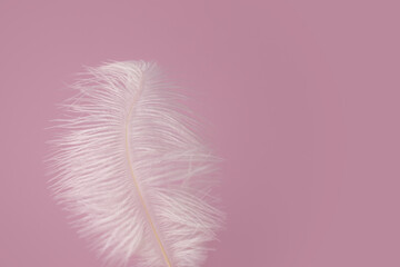 Feather on pink background, softness and tenderness, lightness and beauty, care and fashion