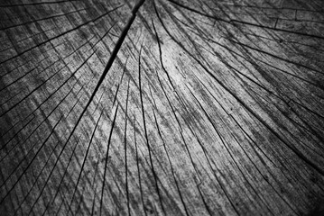 Fototapeta premium Pęknięcia na przekroju pnia drzewa, jako tło obrazu