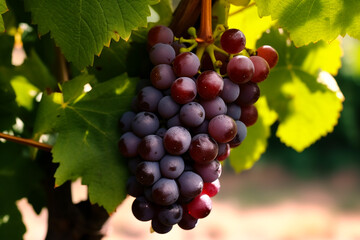 Close up of bunches of ripe black wine grapes at vinneyard. AI Generative