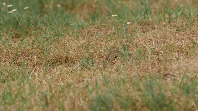 Spermophilus citellus ground squirrel in the wild habitat. HQ 4K Apple ProRes video.