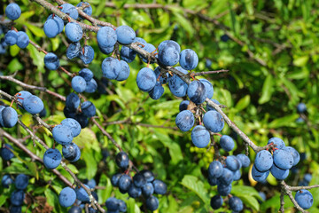 Schlehdorn; Prunus spinosa; Schwarzdorn; blackthorn; sloe; black haw;