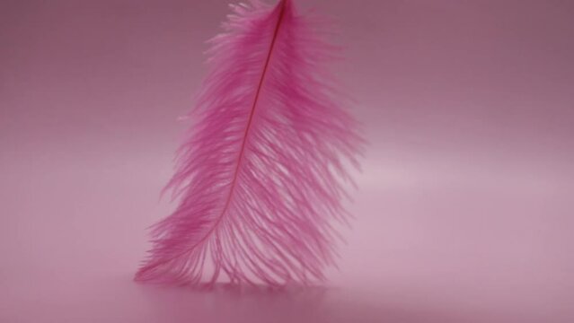 Feather on pink background, softness and tenderness, delicate plume, gentle and lightweight
