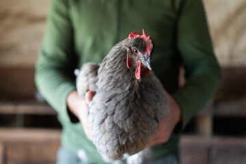 a man holds a chicken in his hands. Farmer holding a chicken in his hands