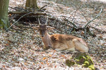 Fallow Deer - Dama dama lies on the ground in the leaves among the trees. © Roman Bjuty