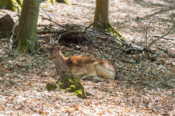 Fallow Deer - Dama dama lies on the ground in the leaves among the trees. © Roman Bjuty