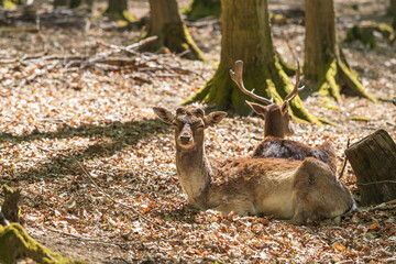 Obraz na płótnie Canvas Fallow Deer - Dama dama lies on the ground in the leaves among the trees.