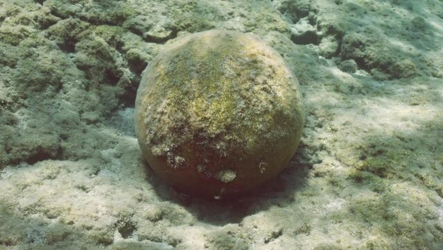 Close up of an old stone cannonball lying on rocky seabed in Mediterranean Sea, Greece. Camera slowly moves around the stone cannon ball 