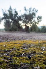 Andalusian countryside: An olive grove: A solitary black olive is seen on the ground, with an olive tree in a blurred background, poor harvest