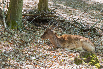 Fallow Deer - Dama dama lies on the ground in the leaves among the trees.