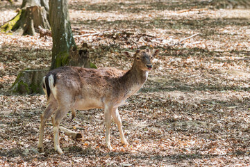 Fallow Deer - Dama dama goes among the trees. Wild photo of nature.