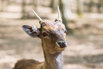 Fallow Deer - Dama dama goes among the trees. Wild photo of nature. © Roman Bjuty