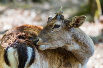 Fallow Deer - Dama dama goes among the trees. Wild photo of nature. © Roman Bjuty