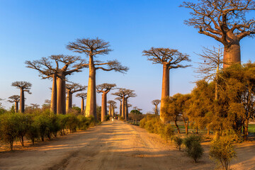Avenue the Baobabs, the iconic scene of Madagascar and its most popular tourist attraction