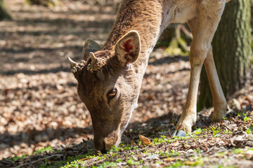 Fallow Deer - Dama dama goes among the trees. Wild photo of nature. © Roman Bjuty