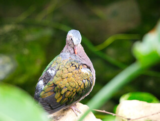Dove type bird in the jungle, colour plumage