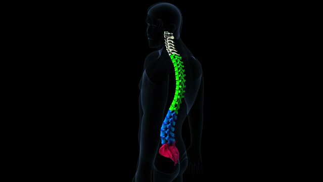 male skeleton vertebral column bones anatomy. 3d illustration