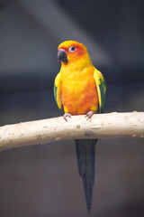 Red and yellow macaw in cage