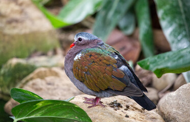 Multicolour bird in a zoo, profile view, sits on stones, plants background 