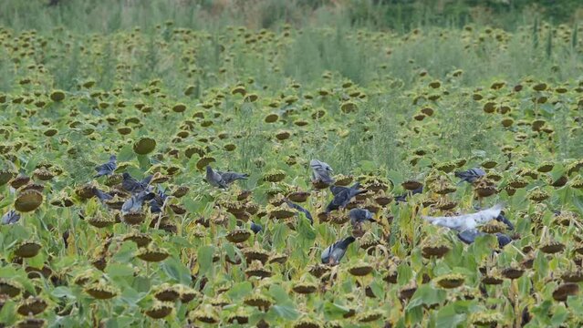 Pigeon birds attack sunflower fields. HQ Apple ProRes slow motion video.