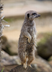 Meerkat on the lookout, front view