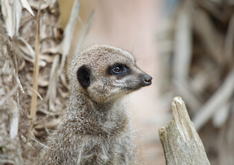 Meerkat on guard duty, close up