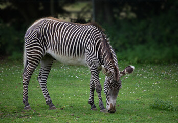 Zebra eating grass