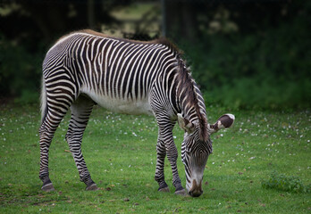 Fototapeta na wymiar Zebra eating grass