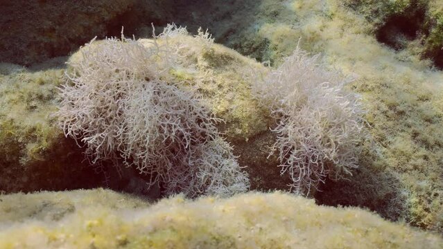 Close up of Red algae Liagora on a coastal rocky reef in the sun glare in Mediterranean Sea, Slow motion. Underwater seascape with Liagora alga covered stones