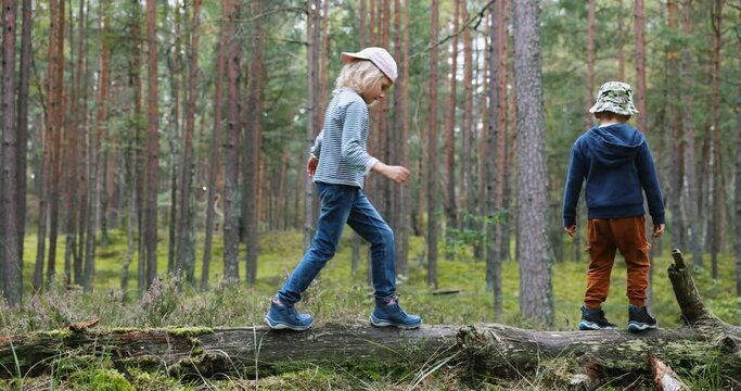 children walk on fallen tree in forest. nature explore, outdoor activities