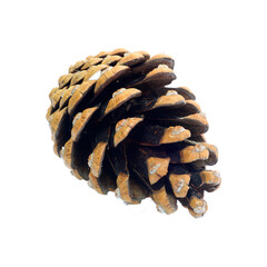 pine cones isolated on white background