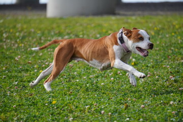 pit bull american staffordshire terrier dog run grass