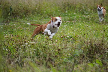 pit bull american staffordshire terrier dog run grass