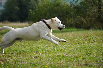 labrador white dog running