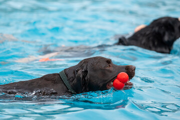 dog in pool