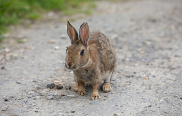 Polish breed rabbit profile front view full body