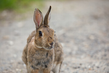 Rabbit by gravel road, front view