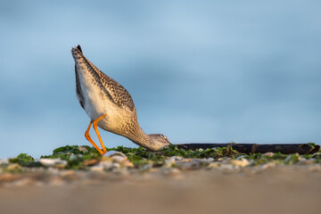 Waders or Shorebirds, The common redshank or redshank (Tringa totanus). Abruzzo, Italy.