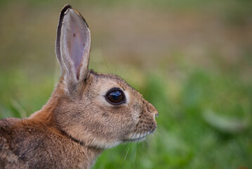 Naklejka na ściany i meble Close up portrait of rabbit in the grass 