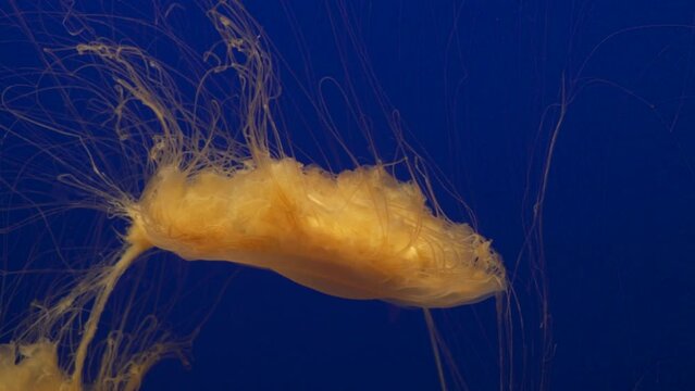 The Lion's Mane Jelly with a Very Toxic Sting Deep Blue Water Background