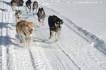 Running and Racing Team of Sled Dogs in the Winter