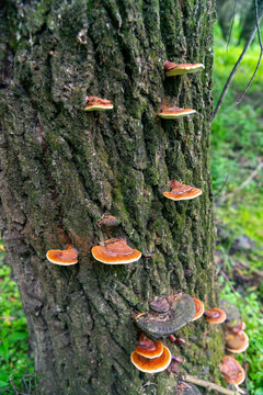 Ganoderma lucidum - mushrooms on the trunk of an old tree in a floodplain forest