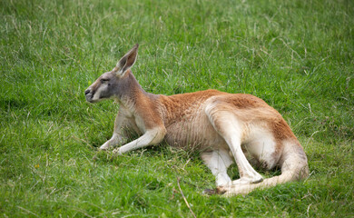 Kangaroo in the grass, sitting and looking away alone