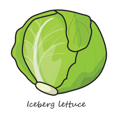 Lettuce vector icon. Color vector icon isolated on white background lettuce .