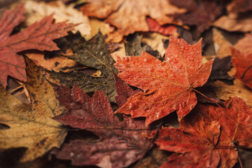 Background of autumn dry maple leaves close up.