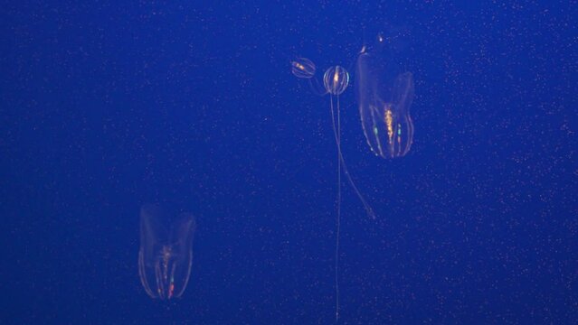Mnemiopsis leidyi, the warty comb jelly or sea walnut, is a species of tentaculate ctenophore comb jelly with Dark Blue Background
