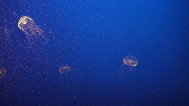 Crystal jelly Aequorea victoria a bioluminescent hydrozoan jellyfish, or hydromedusa, that is found off the west coast of North America Deep Blue Background