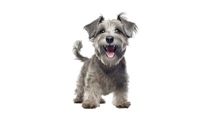 grey dog isolated on transparent background cutout